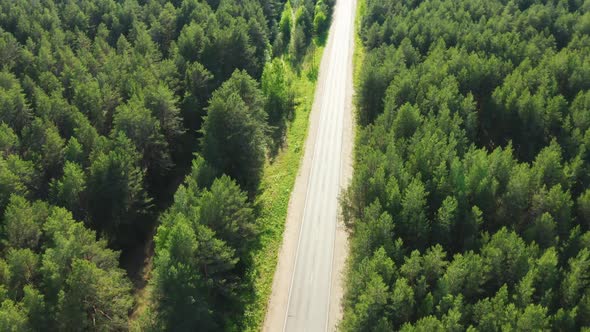 Road in Coniferous Forest Summer Aerial Drone