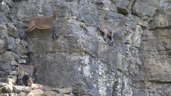 Family of Alpine Ibex resting on mountain wall of alps in Switzerland,static medium shot alt