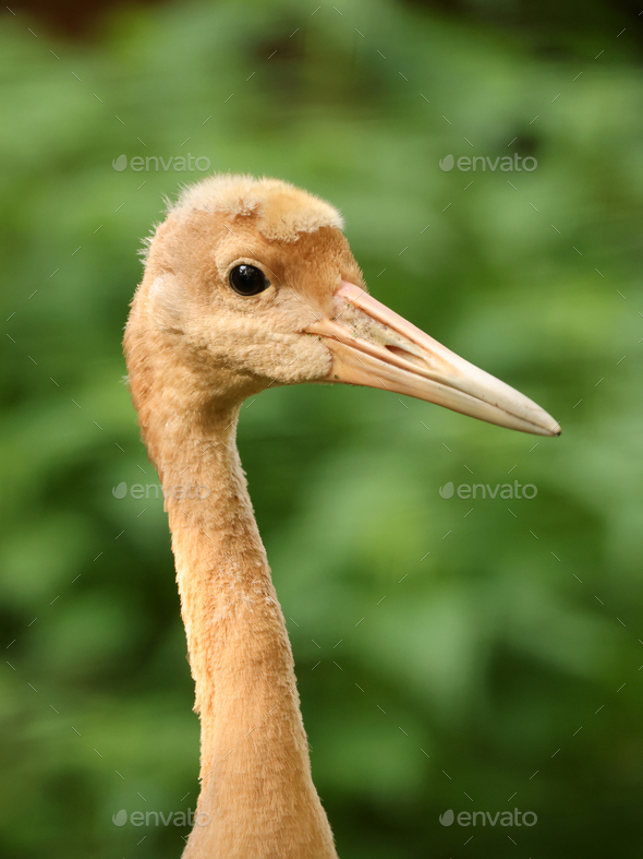 The red-crowned crane (Grus japonensis) bird baby - Stock Photo - Images