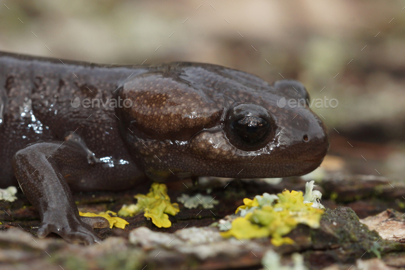 Closeup On A Juvenile Northwestern Mole Salamander Ambystoma Gracile