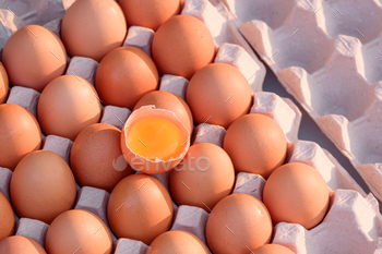 egg%20bg