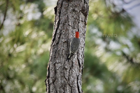 Woodpecker from behind.