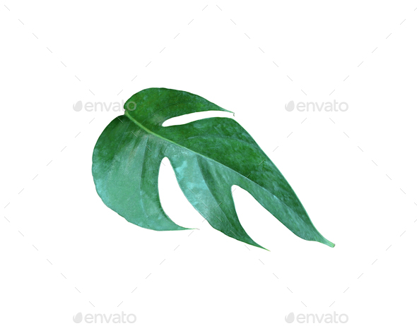 tropical jungle monstera leaves , Swiss Cheese vine leaf tree isolated on white background