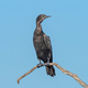 A Little Black Cormorant - PhotoDune Item for Sale