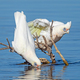 Little Corellas at a Drinking Spot - PhotoDune Item for Sale