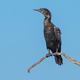 A Little Black Cormorant (Phalacrocorax sulcirostris) - PhotoDune Item for Sale