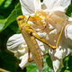 Locust Feeding on a Hibiscus Flower - PhotoDune Item for Sale