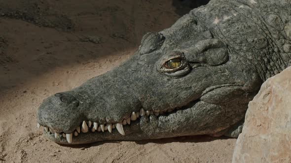 Nile crocodile close up