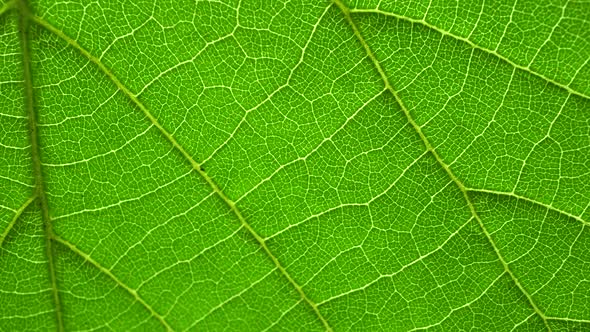 Macro Tree Leaf Texture Slider Shot