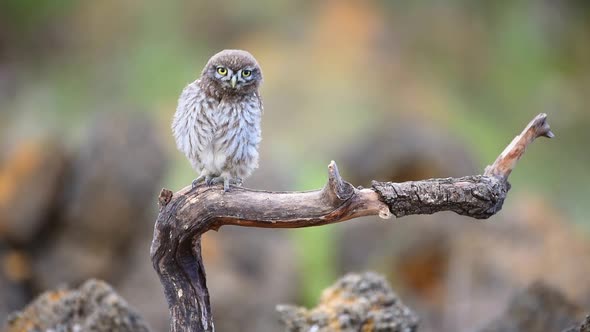 The little owl on a stick. Slow motion