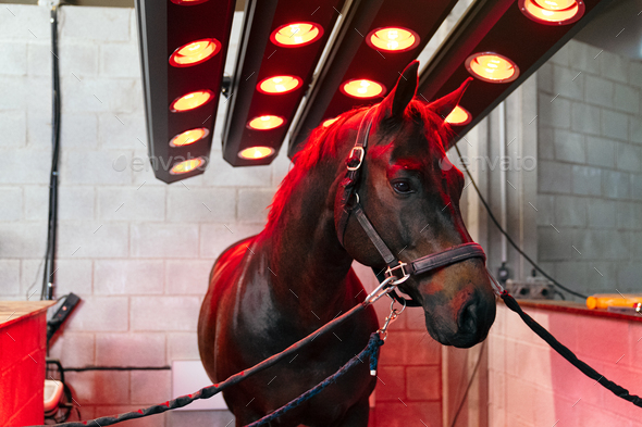 Infrared Therapy Session for Equine Back Pain Relief and Healing
