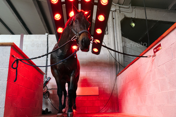 Frontal View of Horse Receiving Infrared Therapy for Muscle Recovery