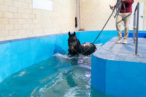 Close-up of Equine Aquatic Therapy with Attentive Trainer in Pool