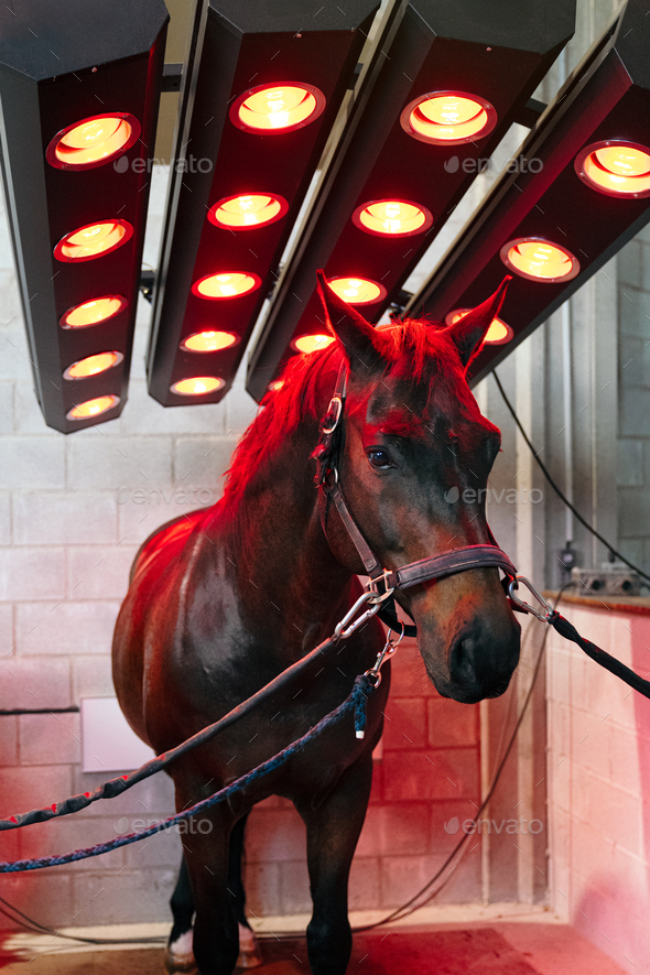 Equine Recovery Using Infrared Heat Under Red Light Therapy Lamps