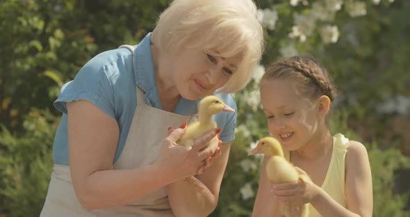 Happy Caucasian Grandmother and Granddaughter Holding Yellow Ducklings and Smiling. Portrait of alt