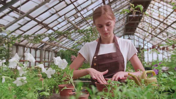 A Young Girl in an Apron Works in a Greenhouse and Transplants Annual Plants and Flowers