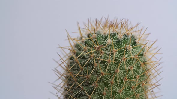 Close Up Of Old Lady Cactus Plant Revolving Around Itself On The White Screen Background alt