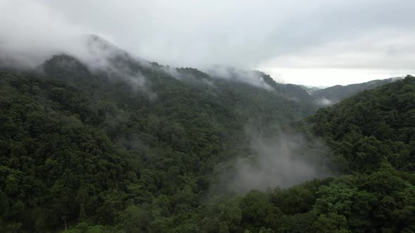 Aerial landscape view of greenery rainforest and hills on foggy day by drone