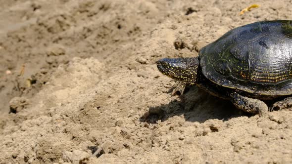 Turtle Crawls on the Sand to the Water in Summer Slow Motion alt
