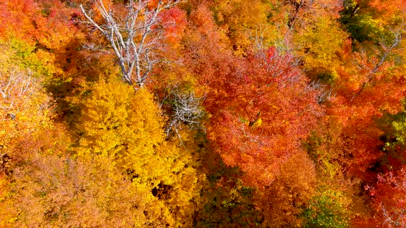 4K camera drone captures stunning autumn foliage colors while flying over tree tops.