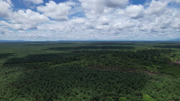 Aerial View of The Palm Oil Estates alt