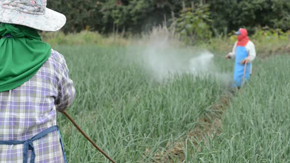 farmer spraying pesticide at onion field in thailand