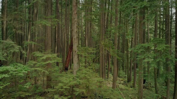 Flying Up Past Forest Trees alt