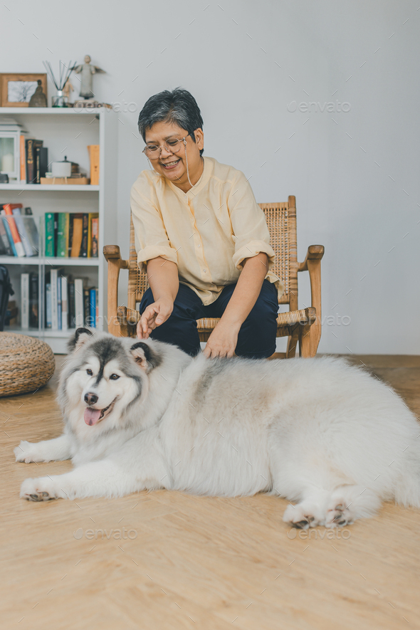 Senior Asian woman elder playing with dog in Livingroom at home.