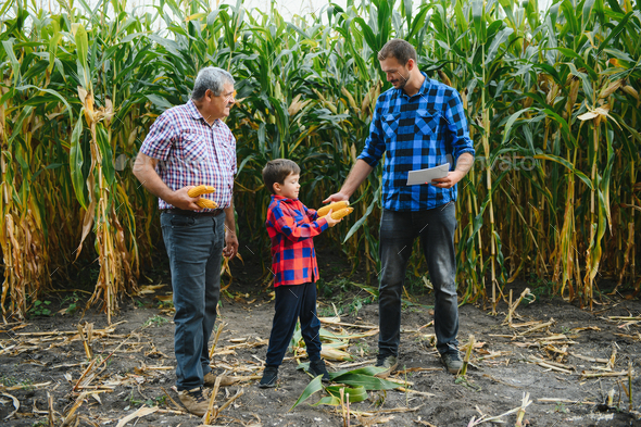 old farmer man standing in his field full of harvest together with his ...