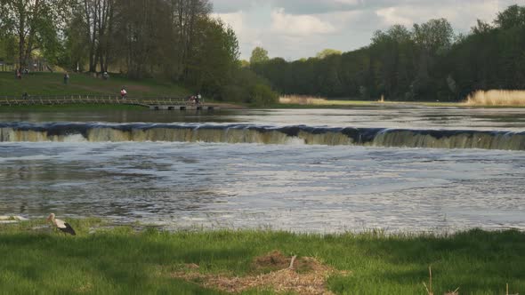 Flying Fish at Ventas Rumba Waterfall. The Widest Waterfall in Europe in Latvia Kuldiga alt