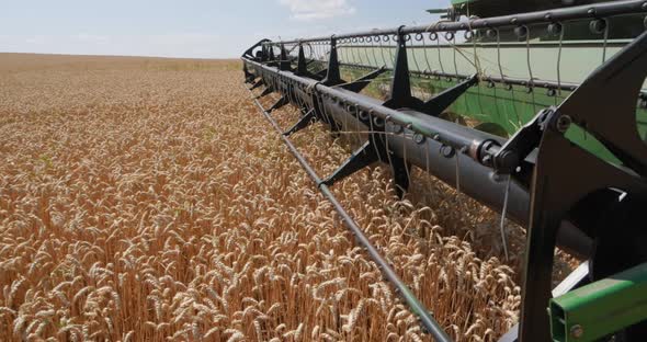 Combine Harvester Cuts Wheat Stalks. Grain Harvester