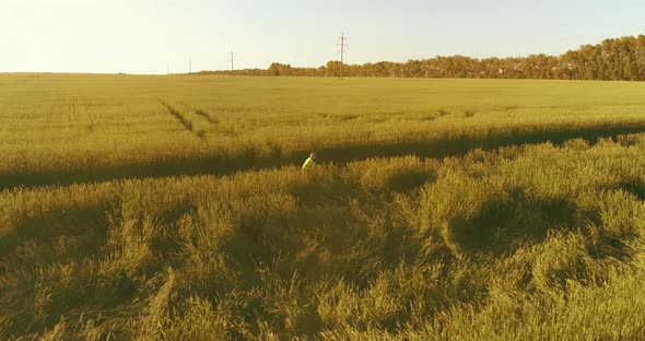 Aerial View on Young Boy, That Rides a Bicycle Thru a Wheat Grass Field on the Old Rural Road alt