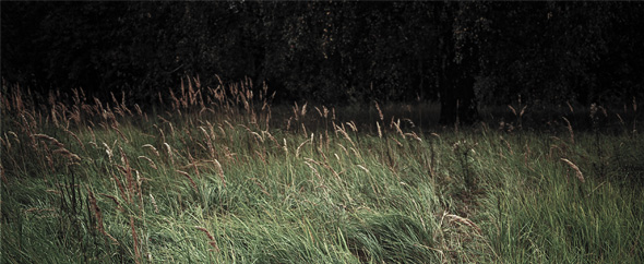 Untitled 1