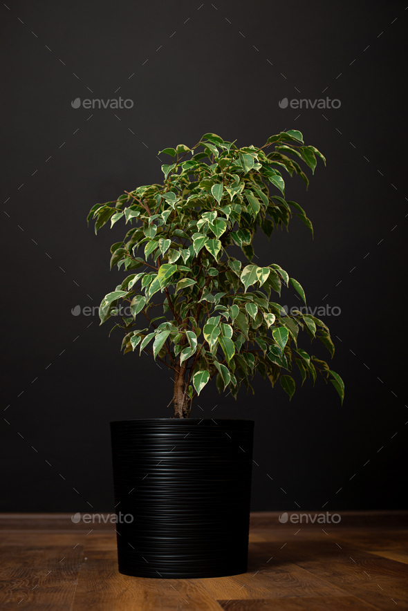 Ficus benjamina in pot. Houseplant weeping fig, benjamin fig, ficus ...