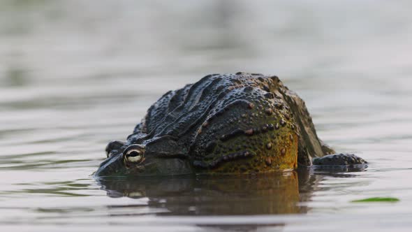 Couple African Bullfrogs Having Fun Mating In A Pond. - Selective Focus alt