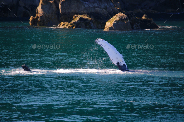 Humpback whale swimming with pectoral fin raised above the water