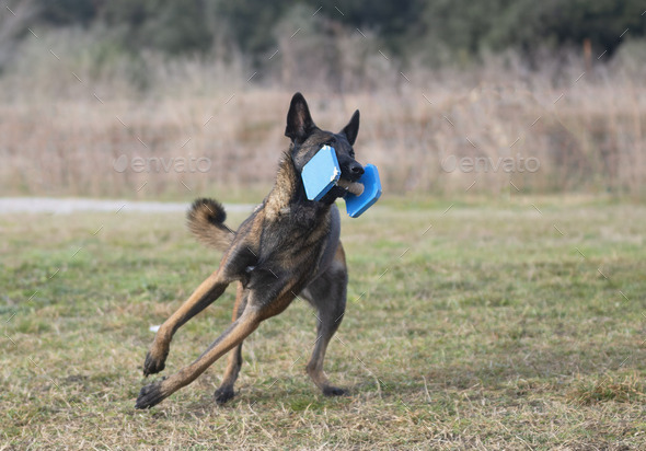 obedience training with a malinois