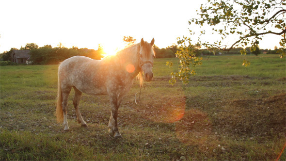 Horse And Sun