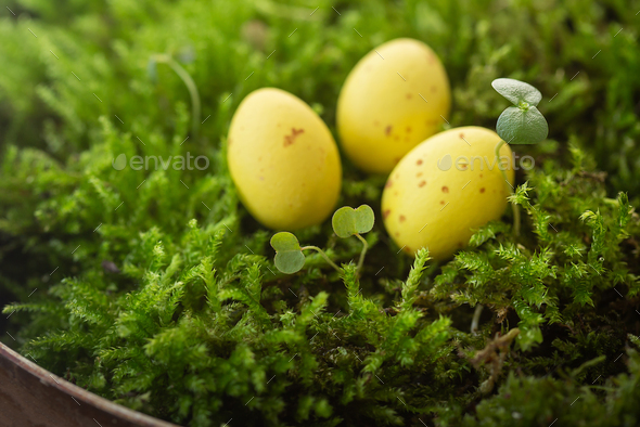 Three speckled yellow eggs nestled in vibrant green moss, depicting a ...