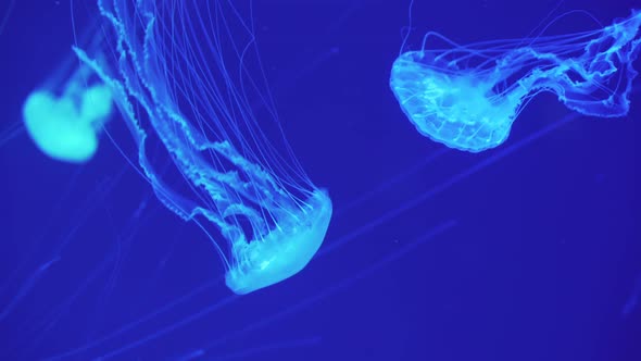 Dangerous jellyfish (Chrysaora Pacifica) floating underwater.