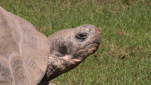 Galapagos Giant Tortoise alt