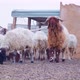 Herd of Sheep’s Walking. Slow motion video of Sheep. - VideoHive Item for Sale