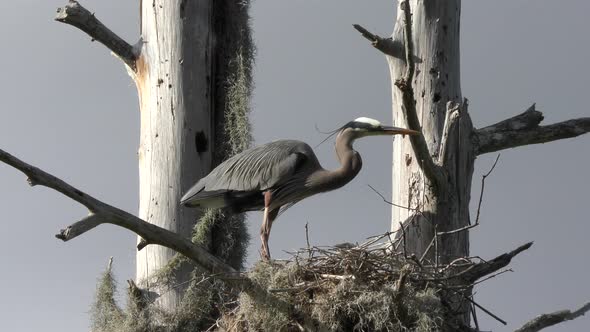 Great Blue Herons in the Nest.