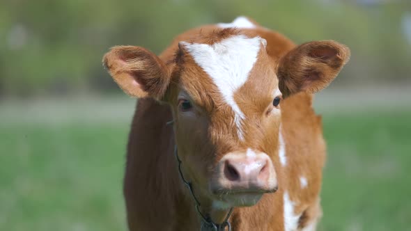 Head Portrait of Young Calf Grazing on Green Farm Pasture on Summer Day alt