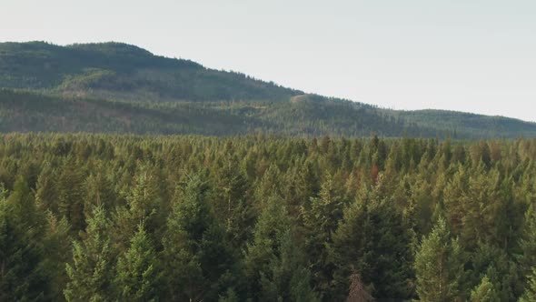 Drone Flight Over Fir Trees Against the Background of the Sky and Mountains with Forest