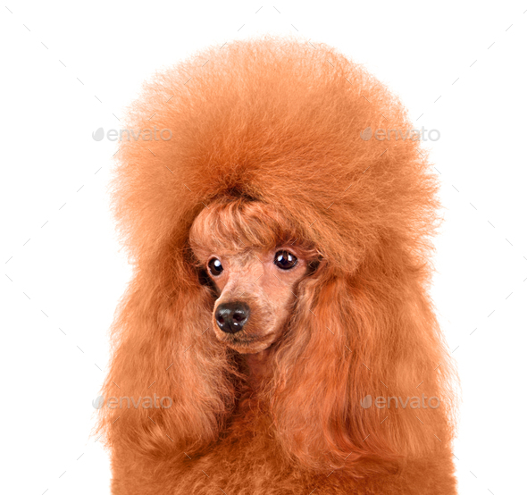 Oodles of poodles pet online shop