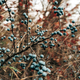 Wild acid ripe sloe - Prunus spinosa in autumn nature. Botany, plants concept. - PhotoDune Item for Sale