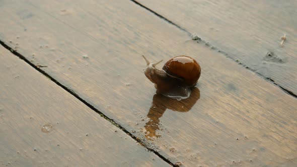 Snail Crawling Under The Heavy Rain, Gigant Snail On The Wooden Floor alt