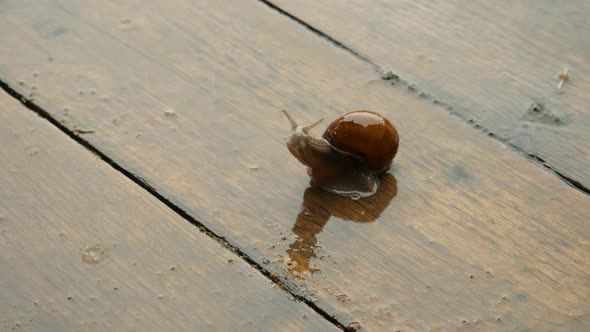 Snail Crawling Under The Heavy Rain, Gigant Snail On The Wooden Floor