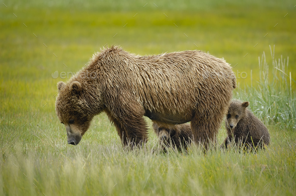 Mother grizzly bear with her cubs in a green meadow